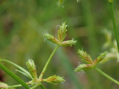 Cyperus dentatus