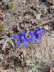 Delphinium glareosum