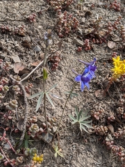 Delphinium glareosum
