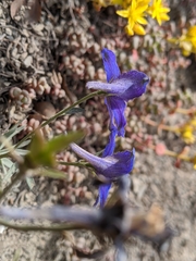 Delphinium glareosum