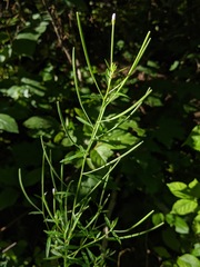 Epilobium strictum