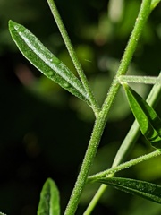 Epilobium strictum