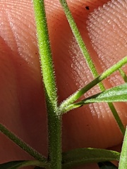 Epilobium strictum