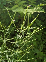 Epilobium strictum