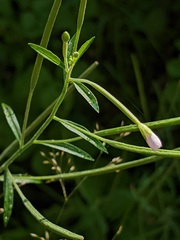 Epilobium strictum