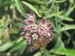 Riodinidae