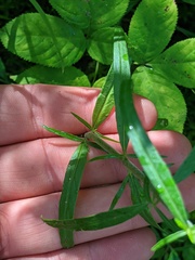 Epilobium strictum