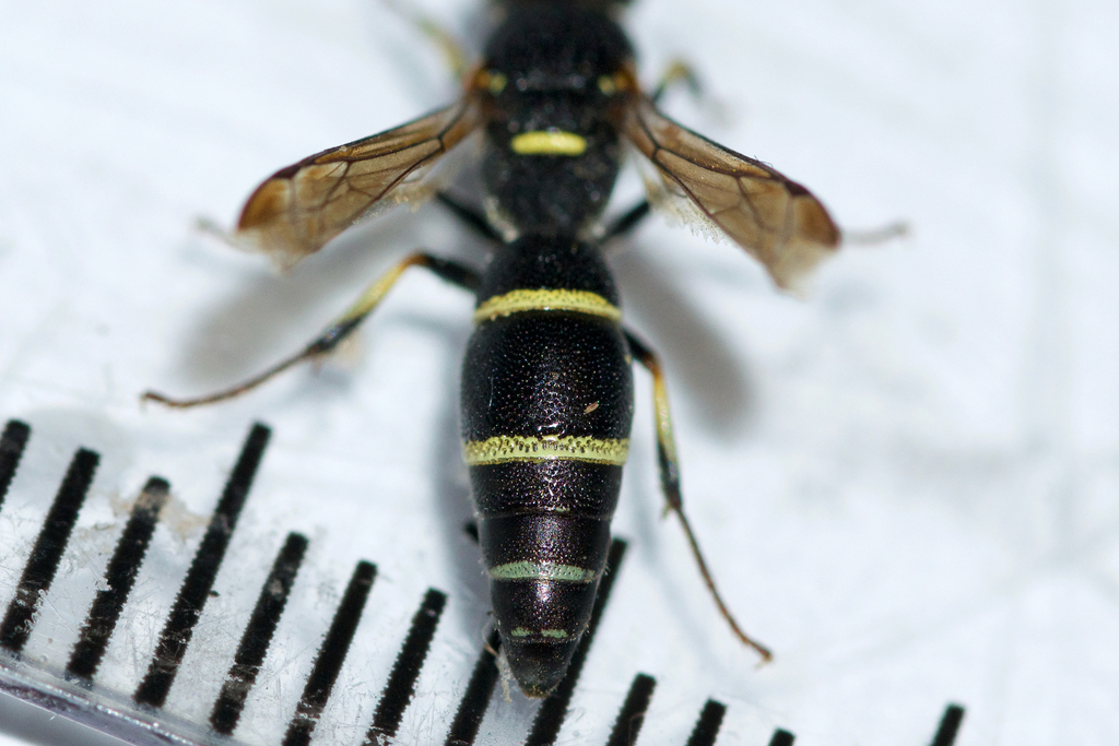 Parancistrocerus pensylvanicus