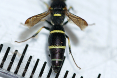 Parancistrocerus pensylvanicus