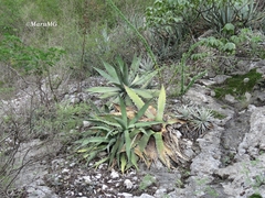 Agave xylonacantha