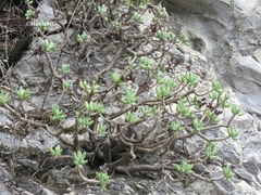 Sedum corynephyllum