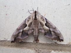 Phyllosphingia dissimilis