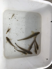 Acanthogobius flavimanus