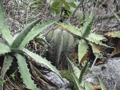 Astrophytum ornatum