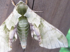 Callambulyx tatarinovii