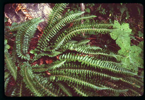 Kapradina ostnitá (Polystichum munitum)