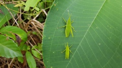 Sphenarium mexicanum