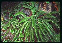 Polystichum kruckebergii × munitum