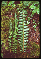Polystichum kruckebergii × munitum