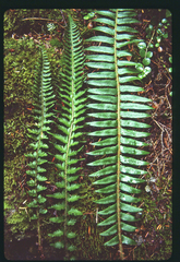 Polystichum kruckebergii × munitum