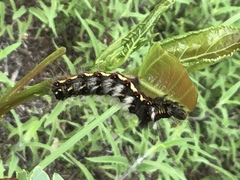 Acronicta