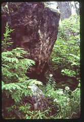 Polystichum kruckebergii × munitum