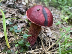 Exsudoporus