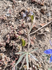 Delphinium glareosum
