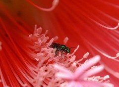 Calloceratina