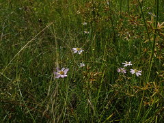 Coreopsis rosea