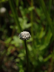 Eriocaulon aquaticum