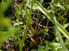 Eriocaulon aquaticum