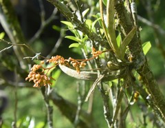 Trizeuxis falcata