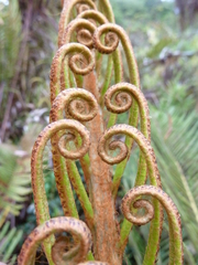 Blechnum buchtienii