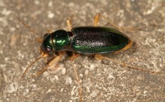 Tetracha virginica
