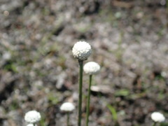 Eriocaulon aquaticum