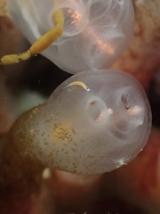 Vorticeros praedatorium