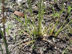 Eriocaulon aquaticum