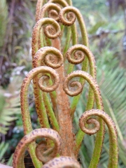 Blechnum buchtienii