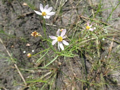 Coreopsis rosea