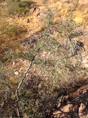 Sarcomphalus obtusifolius canescens