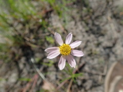 Coreopsis rosea