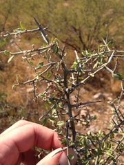 Sarcomphalus obtusifolius canescens