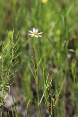 Coreopsis rosea
