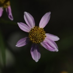 Coreopsis rosea