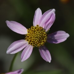 Coreopsis rosea