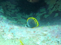 Chaetodon flavirostris