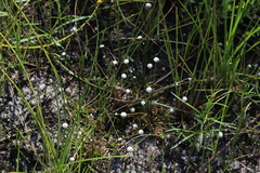 Eriocaulon aquaticum