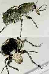 Sphinctotropis paviei