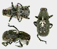 Sphinctotropis paviei